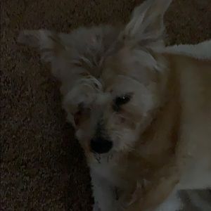 Meet your Posher, Shannon